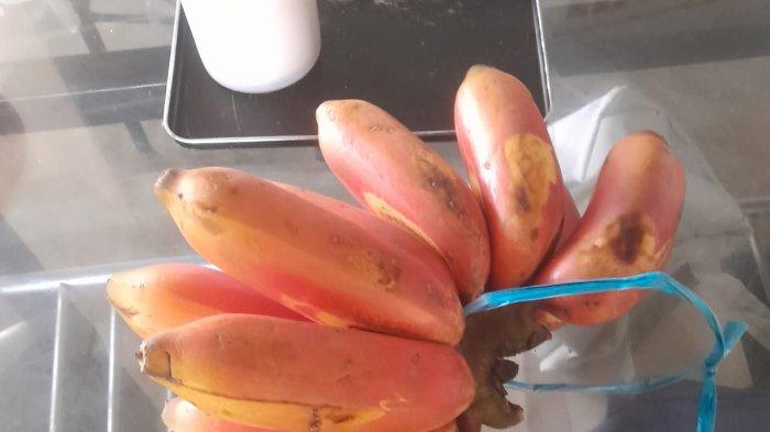 PISANG TEMBAGA MERAH  - Kuliner NTT Makan Pisang Tembaga Merah Baik untuk Usus,Info Harga  di Pasar Kasih Naikoten 1 Kupang, Selasa 12 September 2022, selamat menikmati berkat Tuhan ala Ferry Ndoen, GBU (fen)
