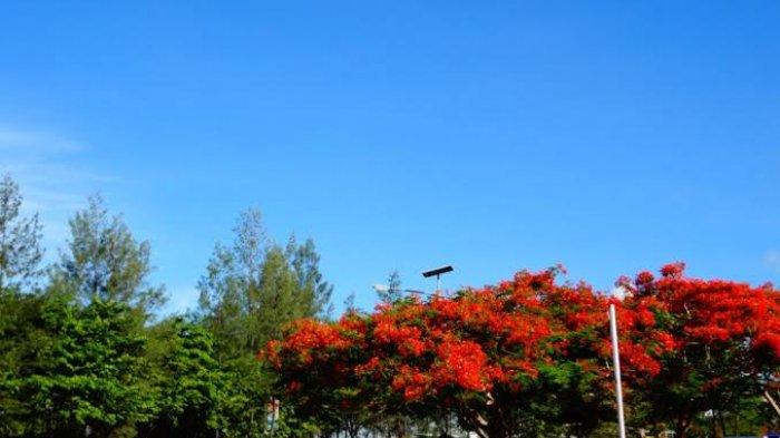 Pohon Sepe di Kota Kupang.