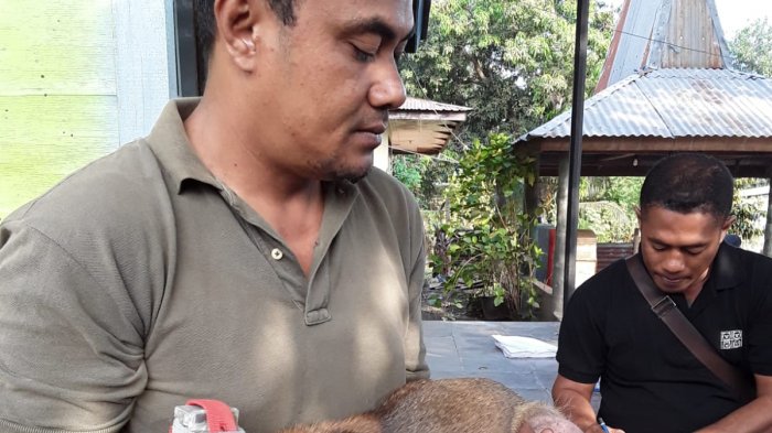 Petugas  mengambil  sampel darah  anjing  untuk pemeriksaan  kekebalan tubuh  terhadap  rabies  paska  vaksinasi  yang dilakukan  oleh peneliti Charlotte  Warembourg dari Veterinary Public Health  Institute University Of  Bern  Swiss, bersama   Dr.Edwaldus  Wera,  pada bulan  Agustus  2018 di  Kabupaten  Sikka,  Pulau  Flores,  Propinsi Nusa  Tenggara   Timur.