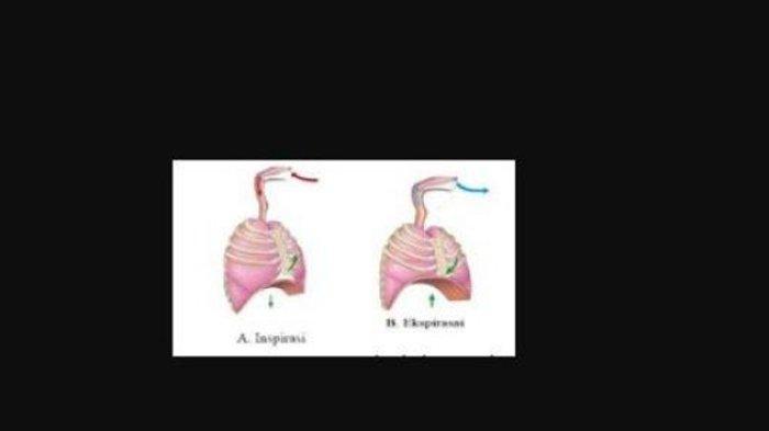 soal biologi SMA Kelas 11 no 10