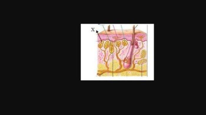soal biologi SMA Kelas 11 no 27