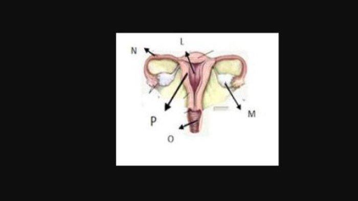 soal biologi SMA Kelas 11 no 36