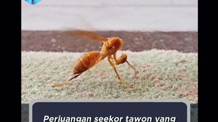 TAWON -