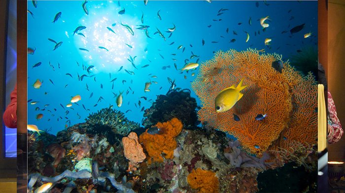 Pemandangan Teluk Maumere.