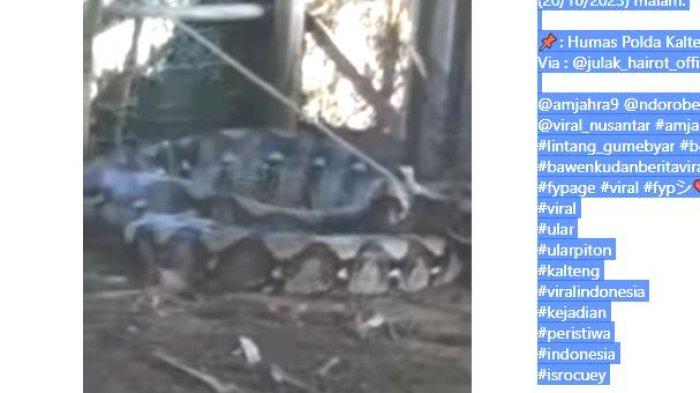 ULAR PITON - Berita Viral Ular Piton Raksasa Santap Sapi di Desa Sukamandang Kecamatan Seruyan Kabupaten Seruyan