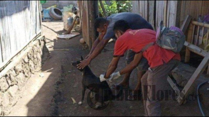 VAKSINASI- Petugas kesehatan hewan melakukan vaksinasi hewan penular rabies (HPR) anjing di Kelurahan Waioti, Kecamatan Alok Timur, Kabupaten Sikka, NTT beberapa waktu lalu.