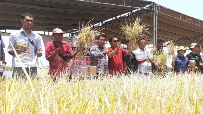 PANEN PADI -- Suasana panen padi bersama Kelomok Petani Usaba Bersama dengan WVI dan PT BISI INternasional, di lokasi persawahan Air Sagu, Desa Noelbaki, Kabupaten Kupang, Jumat (20/10)