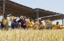 PANEN PADI -- Suasana panen padi bersama Kelomok Petani Usaba Bersama dengan WVI dan PT BISI INternasional, di lokasi persawahan Air Sagu, Desa Noelbaki, Kabupaten Kupang, Jumat (20/10)