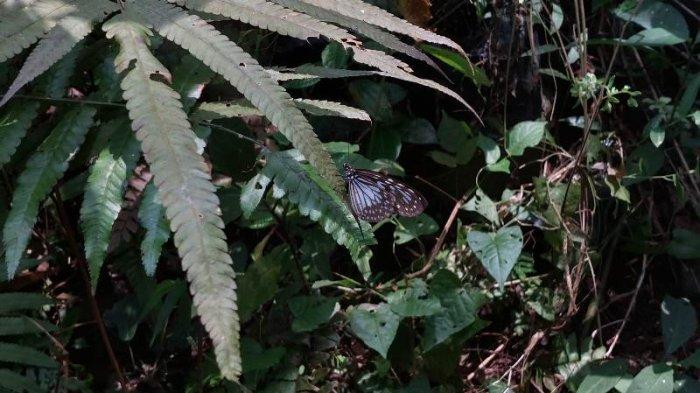Salah satu spesies kupu-kupu di Taman Kupu-kupu Gita Persada Lampung.