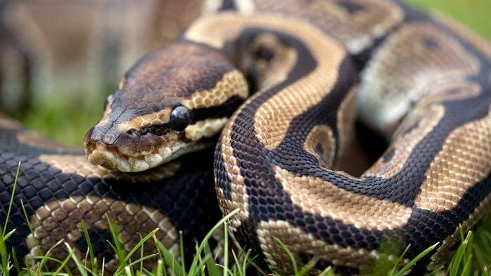 Arti Mimpi Berenang Bareng Ular, Pertanda Baik - Halaman 1