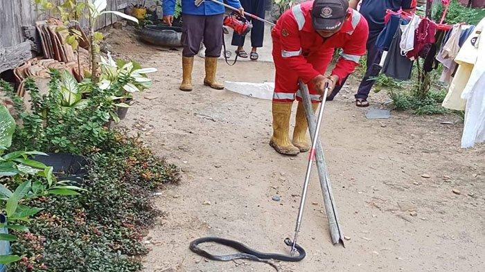 Detik-Detik Damkar Maros Selamatkan Warga dari Ular Berbisa