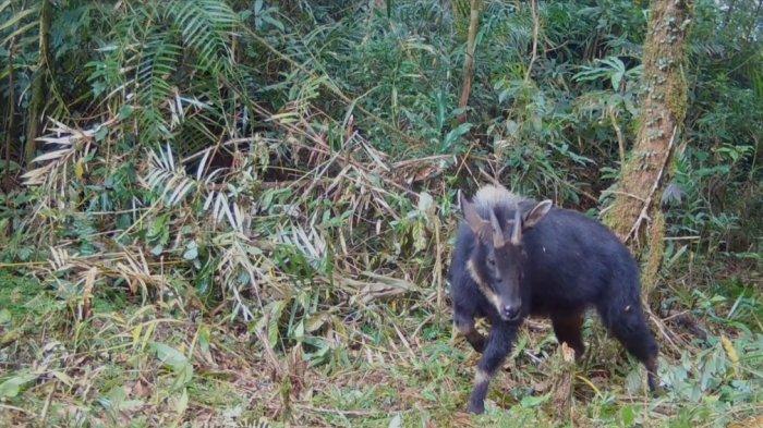 Camera trap yang digunakan dalam pemantauan satwa langka