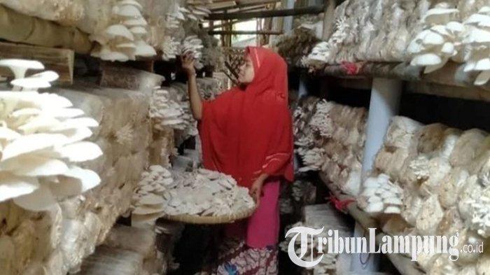 PANEN JAMUR TIRAM: Eli Astuti Dewi, seorang ibu rumah tangga berusia 43 tahun saat memanen jamur Tiram di lingkungan rumahnya di Giriklopomulyo, Lampung Timur. Pengusaha jamur tiram itu kini sukses mengembangkan olahan jamur tiram berkat binaan BRI.
