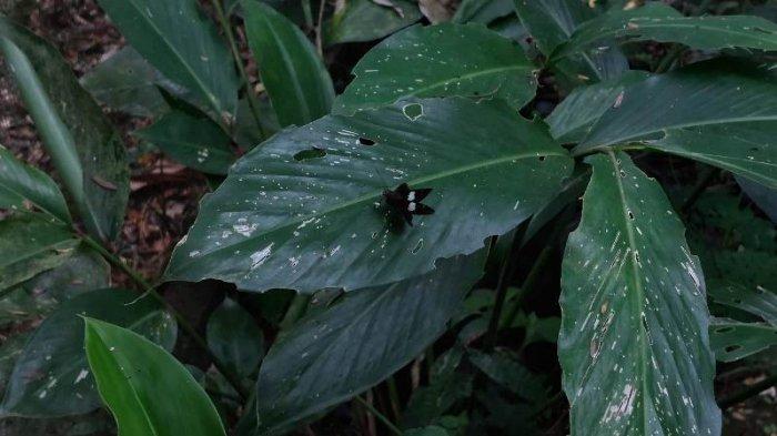 Salah satu jenis kupu-kupu di Taman Kupu-kupu Gita Persada Lampung.