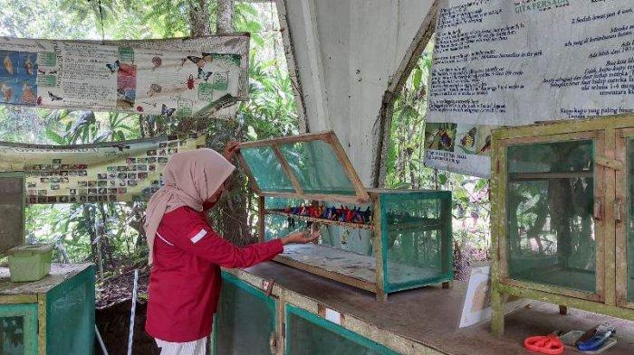Penangkaran kupu-kupu di Taman Kupu-kupu Gita Persada.