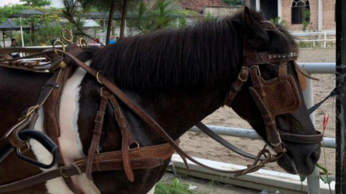 Kuda di Princhsto Pringsewu. Princhsto, tempat wisata di Lampung tawarkan sensasi berkuda dengan harga murah. 