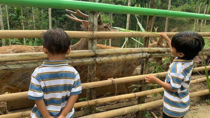 Bocah pengunjung tengah memberi makan rusa di Tahura WAR.