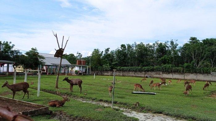 Kumpulan rusa di Wisata Taman Kehati Desa Makar Sari, Mesuji, Lampung.