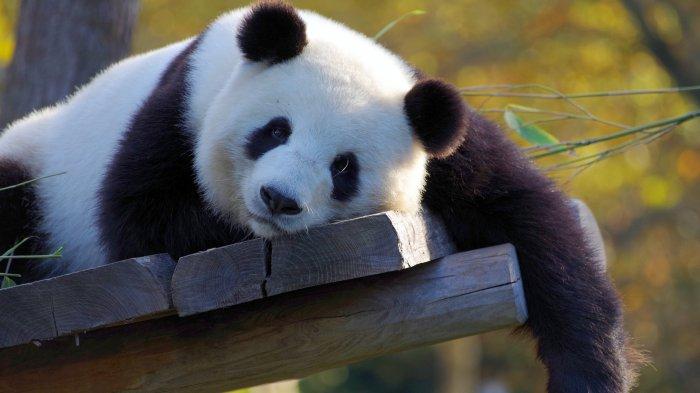 Apa Itu Hewan Herbivora dan Jenis Hewan Herbivora - Tribunlampung.co.id