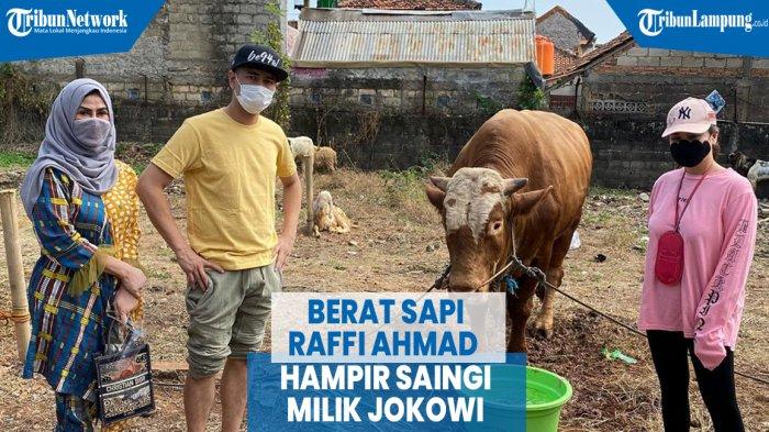 VIDEO Bobot Sapi Kurban Raffi Ahmad Hampir Saingi Milik Jokowi ...
