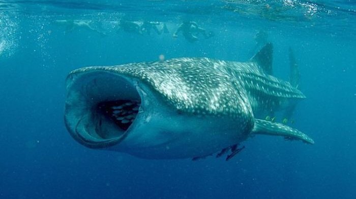 Inilah Penampakan Ikan Terbesar di Dunia - Tribunlampung.co.id