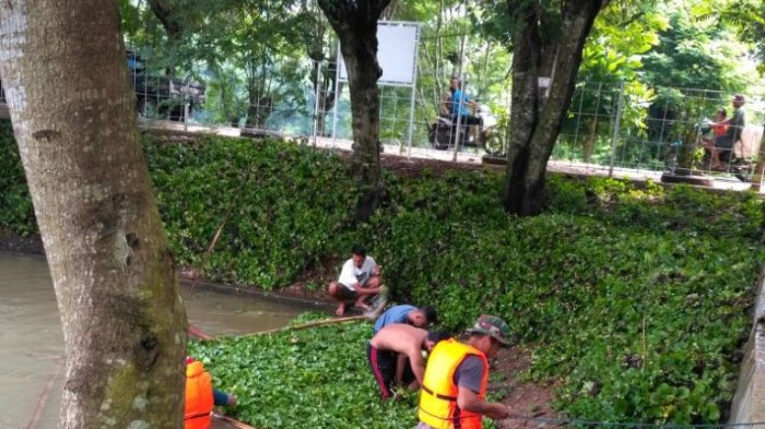 Pokdarwis dan warga bergotong royong membersihkan apu-apu di Telaga Gupit.