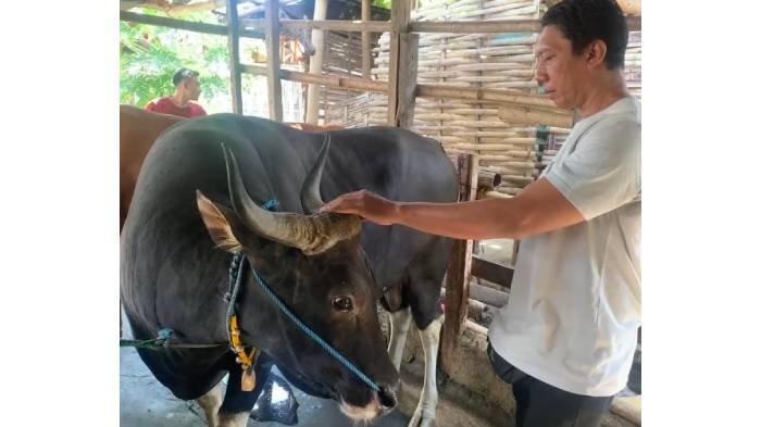 SAPI PRESIDEN - Alex, sapi kurban dari Presiden Prabowo Subianto yang akan disembelih pada Harri Raya Idul Adha 1446 hijriah ini. Sapi ini juga menjadi sumbangan khusus yang diberikan Prabowo untuk masyarakat yang ada di Kota Mataram.