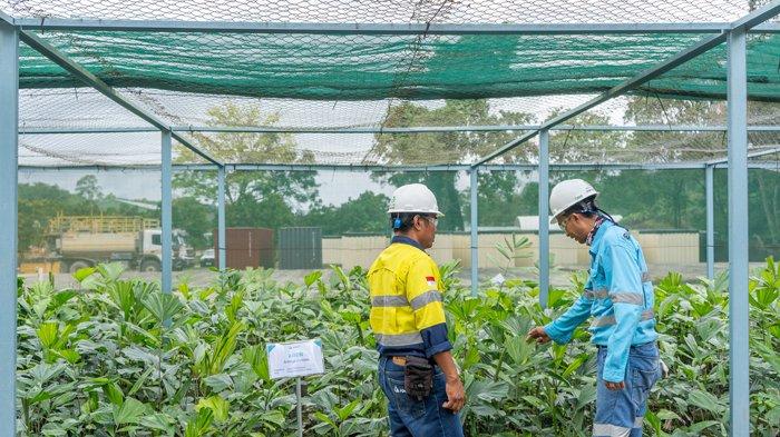 AMMAN bekerja sama dengan Tongo Nursery Community dalam pencarian bibit pohon dengan metode Tree Phenology.