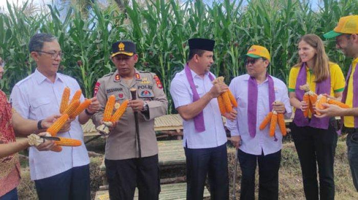 Hasil dari bibit jagung bioteknologi DK95R  saat dilihat Bupati Dompu, Kader Jaelani bersama Kapolres Dompu dan jajaran PT Bayer Indonesia di Desa Banggo Kabupaten Dompu, Rabu (26/7/2023).