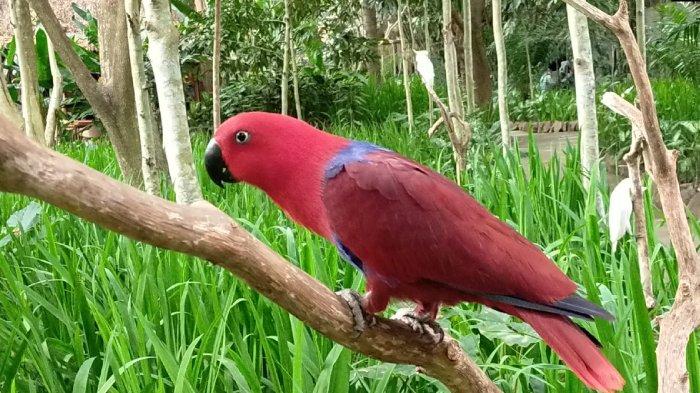 Salah satu burung koleksi Lombok Wildlife Park, di Lombok Utara yang bisa dilihat pengunjung.