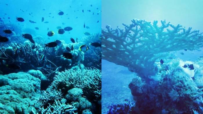 PASERANG ISLAND - Pesona bawah laut Paserang Island di Sumbawa NTB. Paserang sangat cocok untuk diving, snorkeling maupun swimming karena memiliki ribuan jenis biota laut yang memukau.
