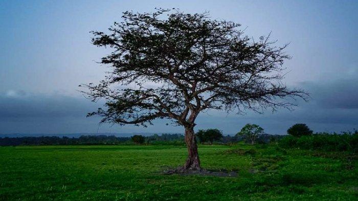Pohon Loam atau Rae yang berdiri tegak di Savana Bale Tepak, Wisatawan Biasa Menyebutnya Dengan Sebutan Pohon Jomblo.