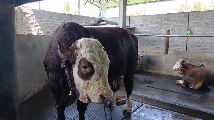 SAPI KURBAN - Kondisi sapi kurban Presiden Prabowo di Kelurahan Sasake, Kecamatan Praya Tengah, Lombok Tengah, Rabu (28/5/2025). 