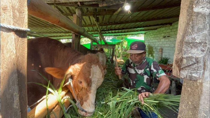 SAPI KURBAN PRESIDEN - Sumardan saat memberi makan sapi simental di kandang miliknya, Jumat (30/5/2025). Sapi ini menjadi pilihan Presiden Prabowo Subianto untuk dikurban di wilayah Lombok Timur.