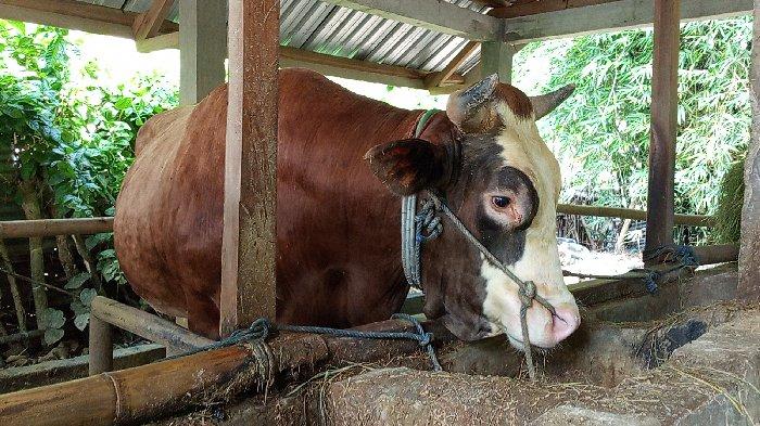 SAPI PRESIDEN - Penampakan sapi kurban milik Presiden Prabowo Subianto dengan berat 890 kilo untuk perayaan Iduladha di Kabupaten Sumbawa Barat (KSB).