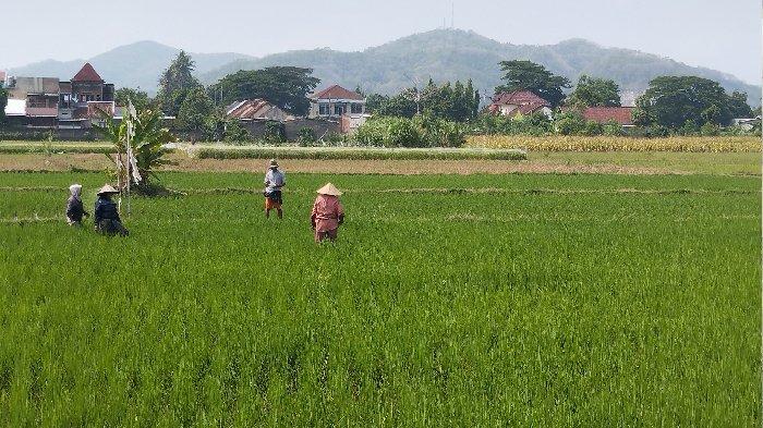 Sejumlah petani sedang bekerja di sawah Desa Perampuan, Kecamatan Labuapi, Lombok Barat, Selasa (12/11/2024). .