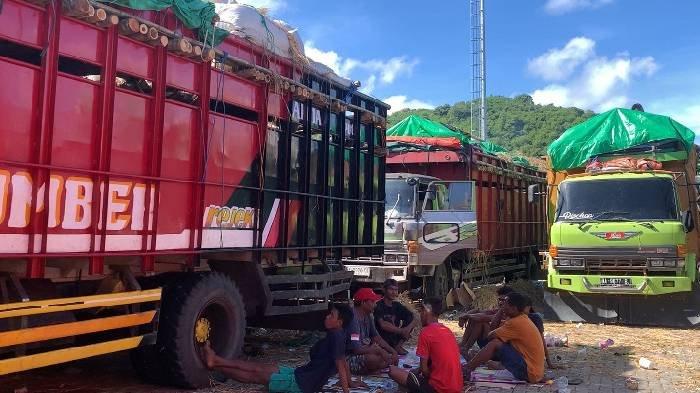 Pengangkutan Sapi NTB ke Jabodetabek Mulai Lancar Via Pelabuhan Lembar ...