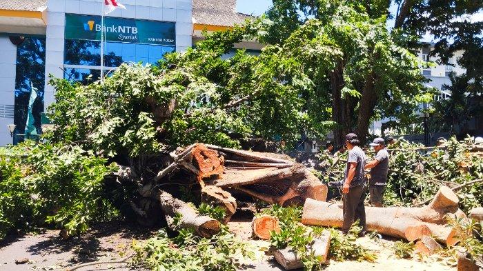 Petugas dari DLH Kota Mataram sedang melakukan pemotongan batang pohon yang menutupi ruas Jalan Langko Kota Mataram, Selasa, (20/2/2024).