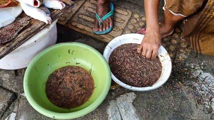 Masyarakat Suku Sasak Lombok saat turun mencari nyale hari ini Sabtu, (19/2/2022). Mereka biasanya mendapatkan banyak nyale air karena nyale hijau atau nyale paling bagus muncul pada malam puncak bau nyale yaitu tanggal 20-21 Februari 2022. (Tribunlombokcom/Sinto)