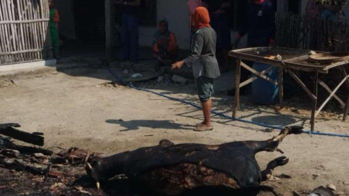 Kondisi sapi terpanggang akibat insiden kebakaran milik peternak di Kabupaten Sampang, Madura.