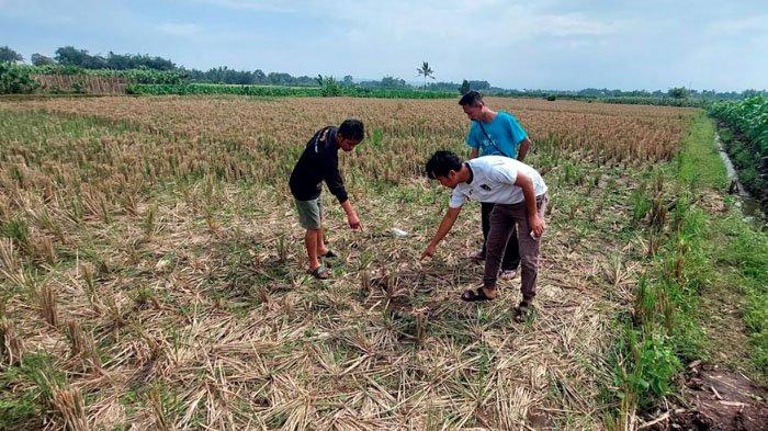 Maling motor di Kabupaten Malang tewas dihajar warga 
