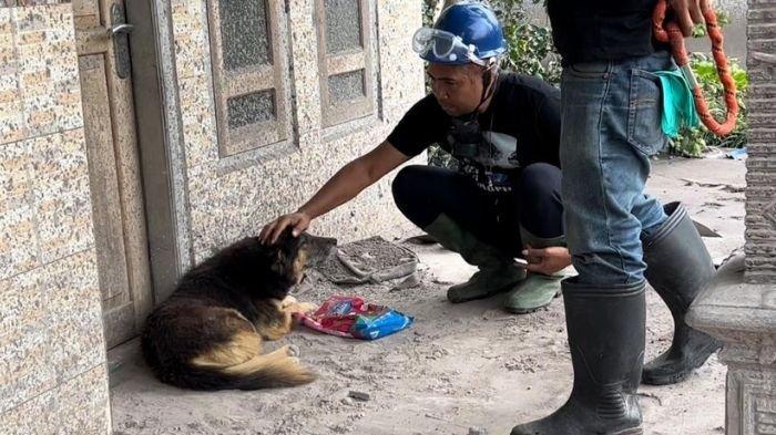 Animals Hope Shelter saat mengevakuasi anjing Nemo di lereng Gunung Semeru