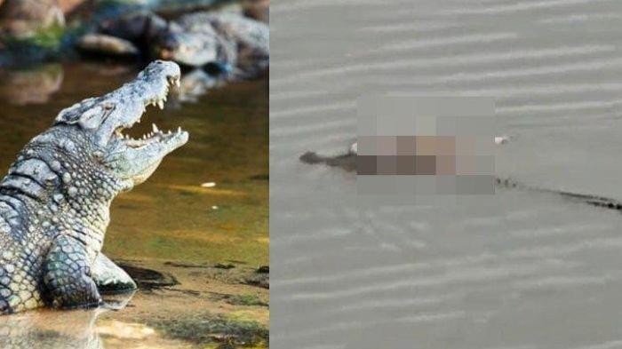 Ilustrasi seekor buaya yang mulutnya menganga dan (kanan) potret buaya yang mengantarkan jasad balita di Sungai Mahakam usai sempat dikabarkan hilang selama 2 hari