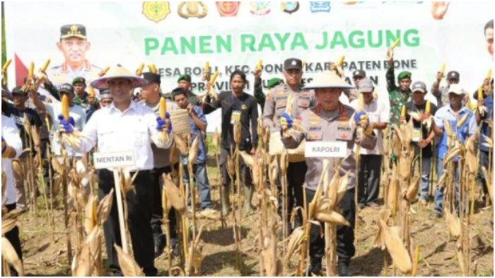 Amran dan Kapolri panen jagung