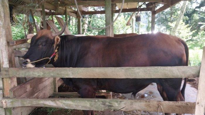 Sapi Bali Laris di Bulukumba dan Sinjai, Harga Mulai Rp13 Juta - Tribun ...