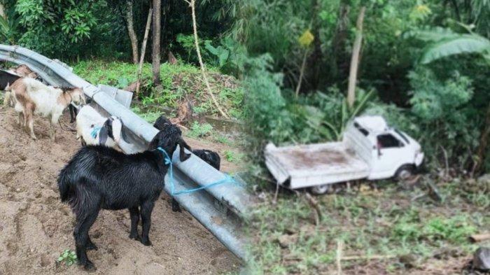 KECELAKAAN TUNGGAL - Mobil pengangkut 30 ekor kambing terjun ke jurang di Desa Gareccing, Kecamatan Sinjai Selatan, Sabtu (31/5/2025). Mobil merek APV Pick Up keluar jalur terjun ke jurang sedalam 20 meter 