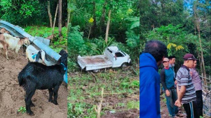 LAKALANTAS– Mobil pengangkut 30 ekor kambing asal Jeneponto terjun ke jurang di Dusun Tanah Tengga, Desa Gareccing, Sinjai Selatan, Sabtu (31/5/2025). Sopir mengalami luka dan mobil rusak berat.
 