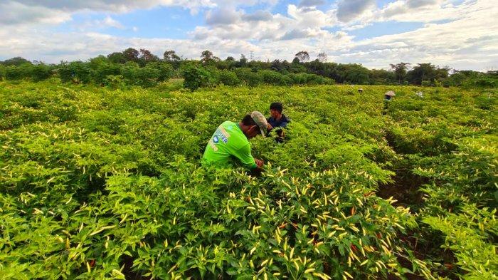 Petani membersihkan lahan cabai di Kelurahan Borong, Kecamatan Tanralili, Kabupaten Maros, Sulawesi Selatan