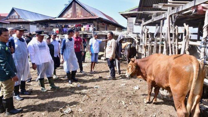 Punya 139.000 Ekor, Populasi Sapi di Wajo hanya Kalah dari Bone ...