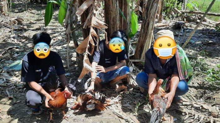 Polres Barru menggerebek sabung ayam yang berlangsung di Desa Batupute, Kecamatan Soppeng Riaja, Kabupaten Barru, Sulsel, Minggu (11/05/2025). Tiga orang pelaku bersama barang buktinya diamankan Polisi